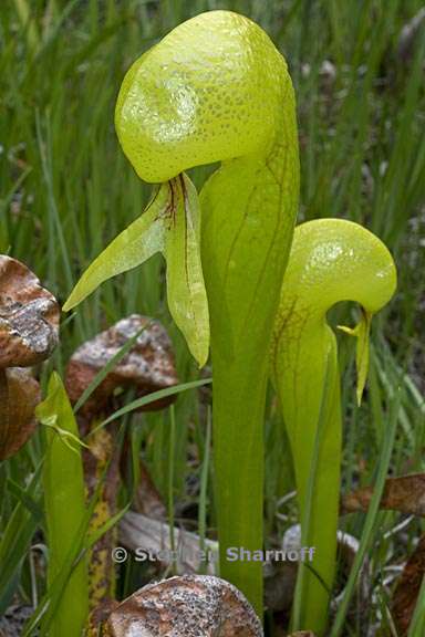 darlingtonia californica 1 graphic